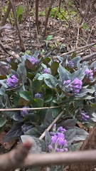 Physochlaina physaloides