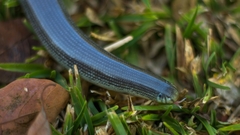 Afrotyphlops mucruso