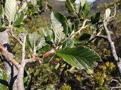 Cercocarpus macrophyllus