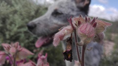 Proboscidea louisianica fragrans