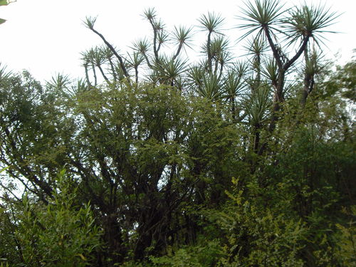 Yucca mixtecana