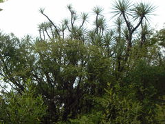 Yucca mixtecana