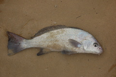 Umbrina ronchus