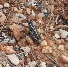 Calliptamus barbarus