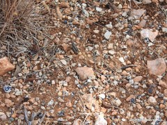 Calliptamus barbarus