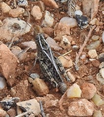 Calliptamus barbarus