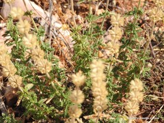 Sideritis hirsuta