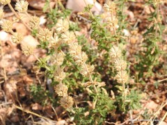 Sideritis hirsuta