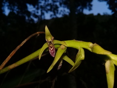 Bulbophyllum popayanense