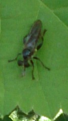 Laphriini