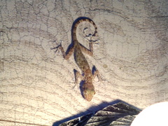 Ptyodactylus hasselquistii