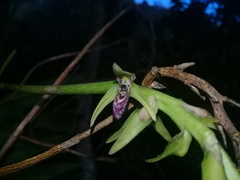 Bulbophyllum popayanense