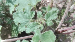 Proboscidea louisianica fragrans