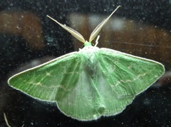 Thetidia smaragdaria