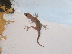 Ptyodactylus hasselquistii