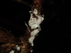 Pulvinaria hydrangeae