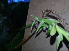 Bulbophyllum popayanense