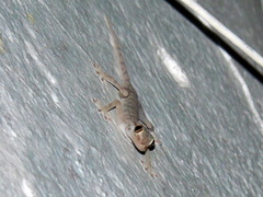 Ptyodactylus hasselquistii