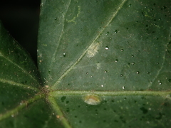 Lichtensia viburni