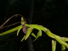Bulbophyllum popayanense
