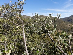 Cercocarpus macrophyllus