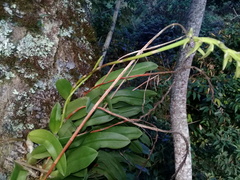 Bulbophyllum popayanense
