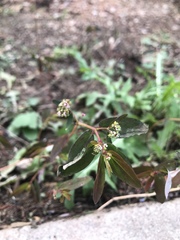 Euphorbia hypericifolia