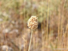 Allium ampeloprasum