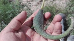 Proboscidea louisianica fragrans