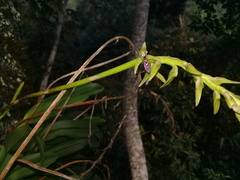 Bulbophyllum popayanense