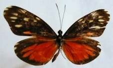 Dismorphia eunoe desine