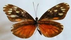 Dismorphia eunoe desine