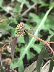 Euphorbia hypericifolia