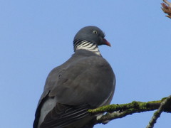 Columba palumbus