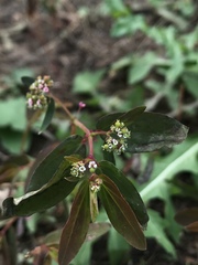 Euphorbia hypericifolia
