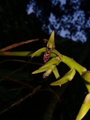 Bulbophyllum popayanense