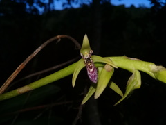 Bulbophyllum popayanense