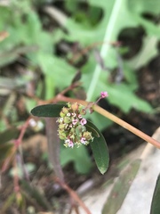 Euphorbia hypericifolia