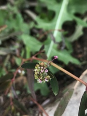 Euphorbia hypericifolia