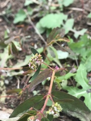 Euphorbia hypericifolia