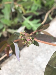 Euphorbia hypericifolia