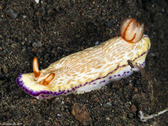 Hypselodoris