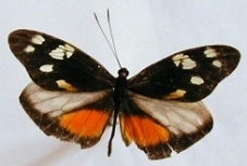 Dismorphia eunoe desine