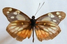 Dismorphia eunoe desine