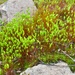 Tufted Thread-Moss - Photo (c) Denis Ibaev, some rights reserved (CC BY), uploaded by Denis Ibaev