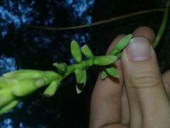 Bulbophyllum popayanense