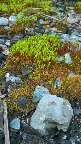 Ptychostomum imbricatulum