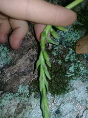 Bulbophyllum popayanense