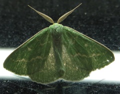 Thetidia smaragdaria