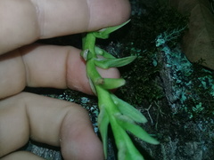 Bulbophyllum popayanense